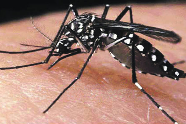 Aumentan contagios de dengue en Sancti Spíritus