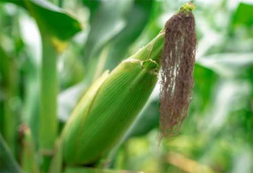 El maíz híbrido transgénico plantado en la provincia ha demostrado sus elevadas potencialidades productivas. (Foto: Cortesía del CIGB)